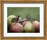 Framed Comice Pears II