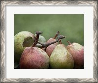 Framed Comice Pears II