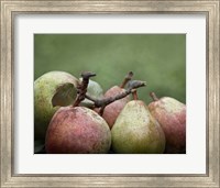 Framed Comice Pears II