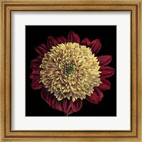 Framed Dramatic Blooms II