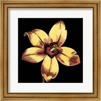 Framed Dramatic Blooms IV