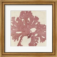 Framed Brilliant Seaweed V