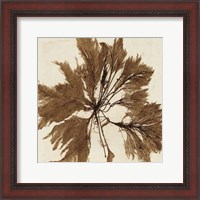 Framed Brilliant Seaweed VI