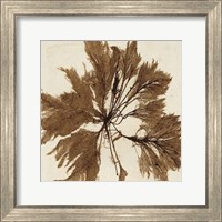 Framed Brilliant Seaweed VI