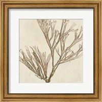 Framed Brilliant Seaweed VII