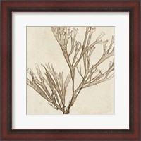 Framed Brilliant Seaweed VII