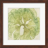 Framed Brilliant Seaweed VIII