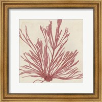 Framed Brilliant Seaweed IX