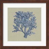 Framed Chambray Coral IV