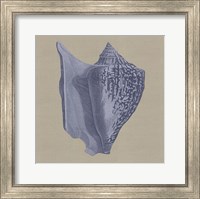 Framed Chambray Shells I