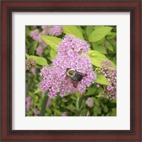 Framed Flight of the Bumble Bee I