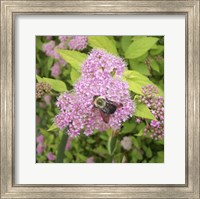 Framed Flight of the Bumble Bee I