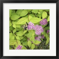 Flight of the Bumble Bee II Framed Print