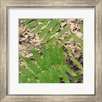 Framed Shady Grove V
