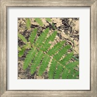 Framed Shady Grove VI