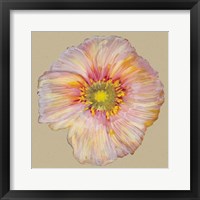 Framed Poppy Blossom I