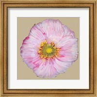 Framed Poppy Blossom III