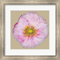Framed Poppy Blossom III