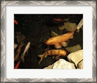 Framed Goldfish Pond I