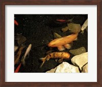 Framed Goldfish Pond I