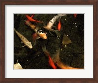 Framed Goldfish Pond II