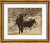 Framed Lone Star Cows I