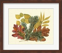 Framed White Oak, Balsam Fir & Yellow Birch