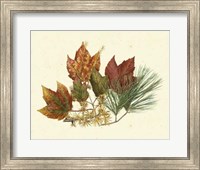Framed Red Maple, Tamarack & White Pine