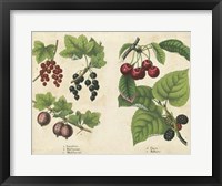 Kitchen Fruits III Framed Print