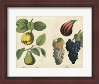 Framed Kitchen Fruits IV