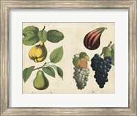 Framed Kitchen Fruits IV