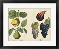 Kitchen Fruits IV Framed Print