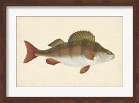 Framed Antique Fish I