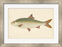 Framed Antique Fish II