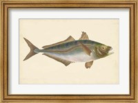 Framed Antique Fish III