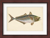 Framed Antique Fish III