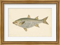 Framed Antique Fish IV