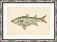 Framed Antique Fish IV