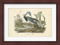 Framed Audubon's Louisiana Heron