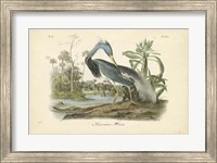 Framed Audubon's Louisiana Heron