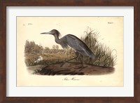 Framed Audubon's Blue Heron