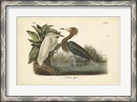 Framed Audubon's Reddish Egret