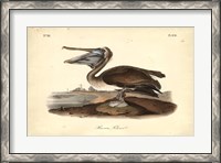 Framed Audubon's Brown Pelican