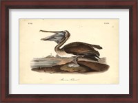 Framed Audubon's Brown Pelican