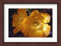 Framed Descanso Poppies