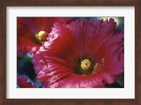 Framed Red Hollyhock