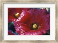 Framed Red Hollyhock