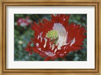 Framed Raglin Red Poppy
