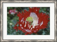 Framed Raglin Red Poppy