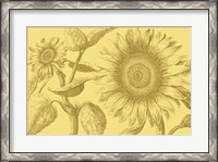 Framed Golden Sunflowers I